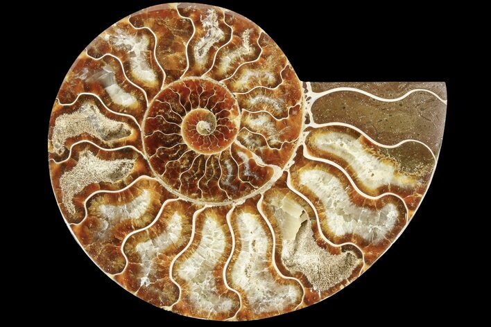 Cut & Polished Ammonite Fossil (Half) - Madagascar #184302